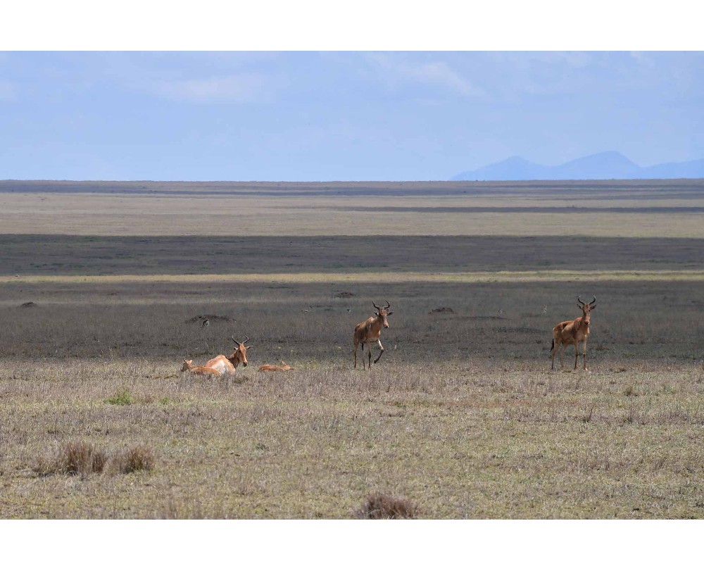 Red Hartebeest