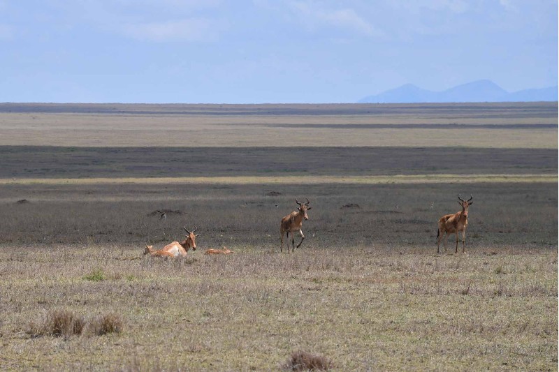 Red Hartebeest