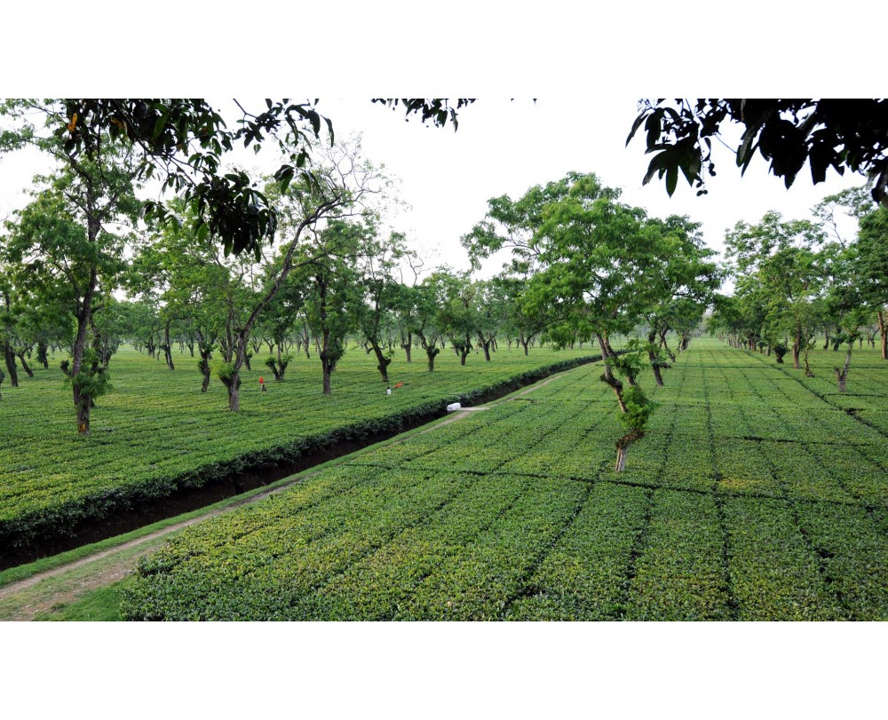 Greenwood Tea Estate.